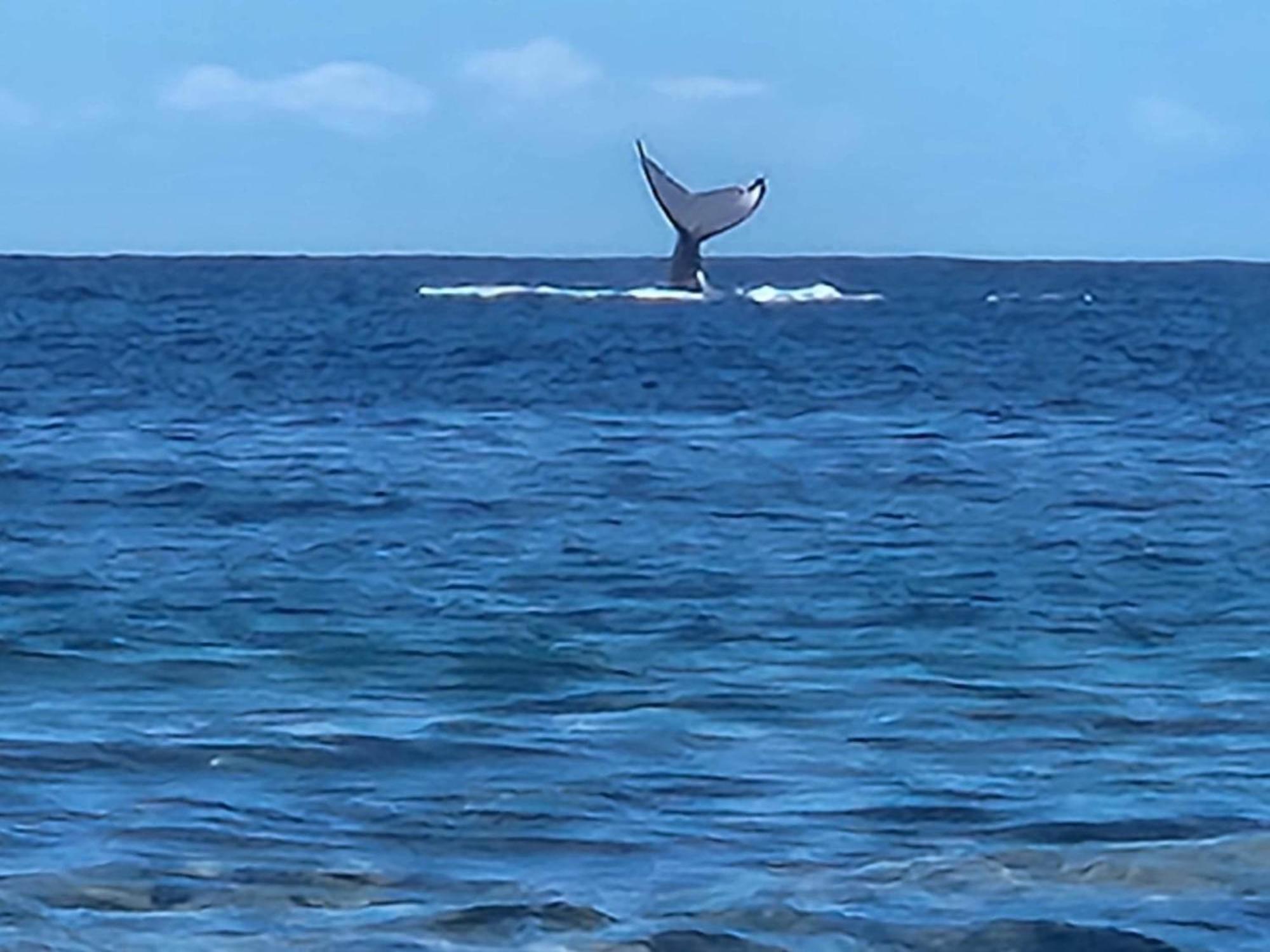 Moorea Temae Bungalow Lory Bord De Mer Esterno foto